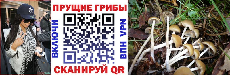 Псилоцибиновые грибы Cubensis  Купить  Киржач 